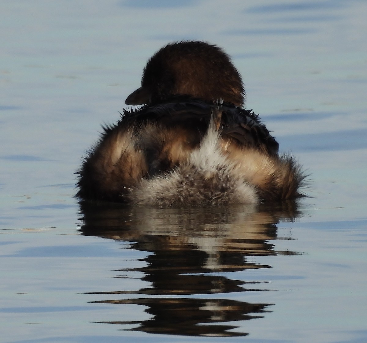 Pied-billed Grebe - ML646615679