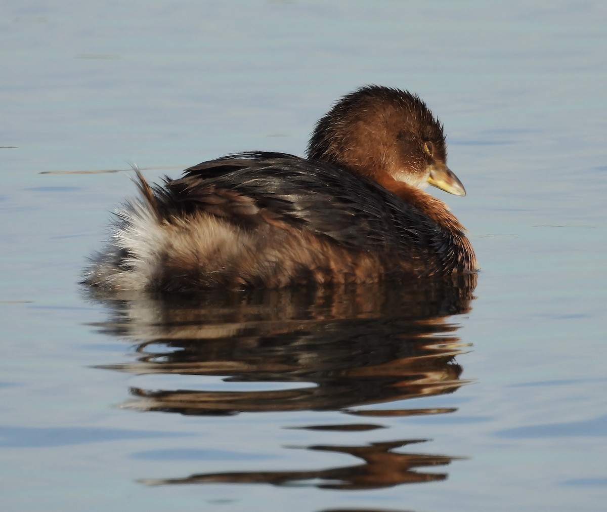 Pied-billed Grebe - ML646615680