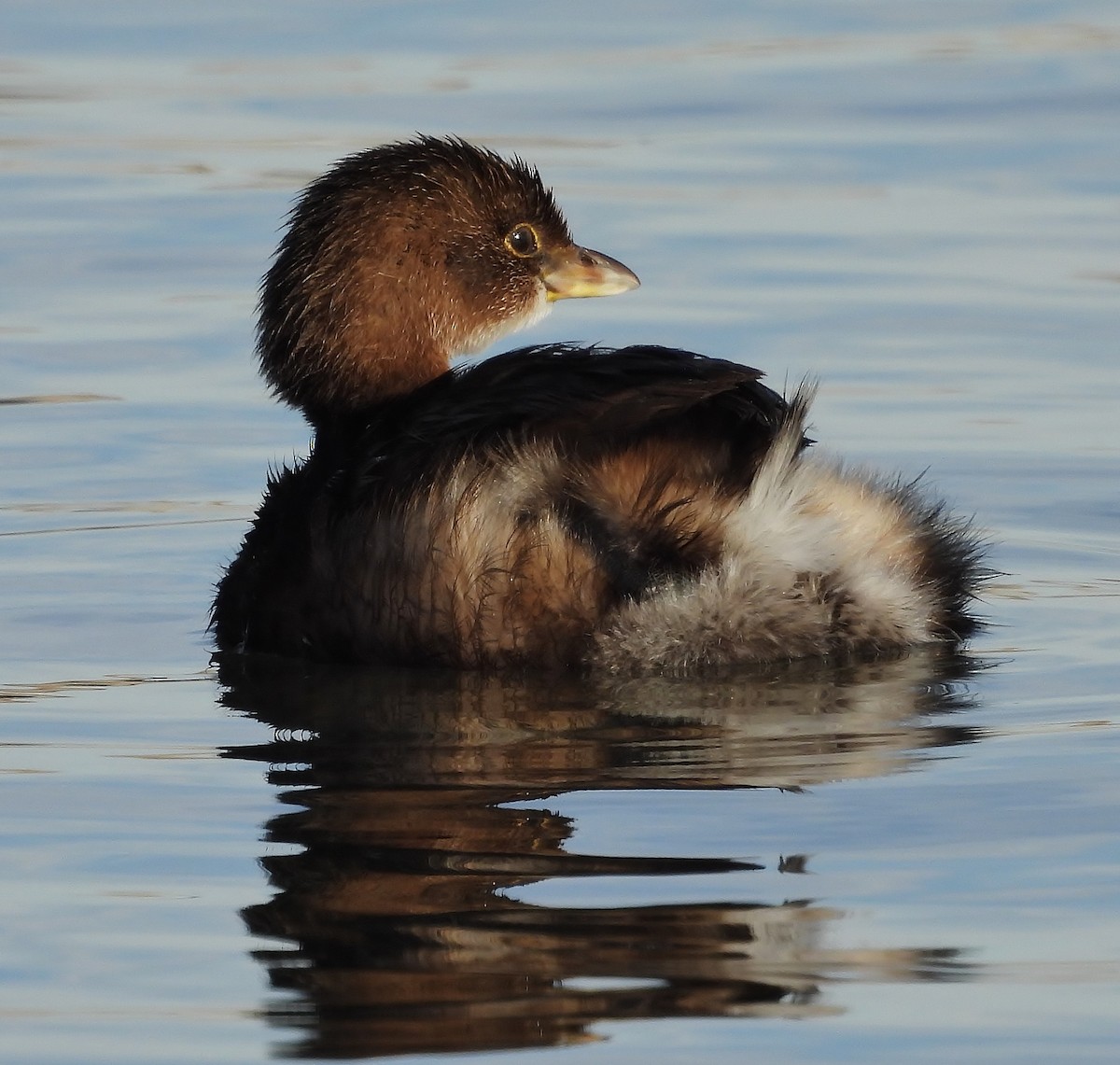 Pied-billed Grebe - ML646615681