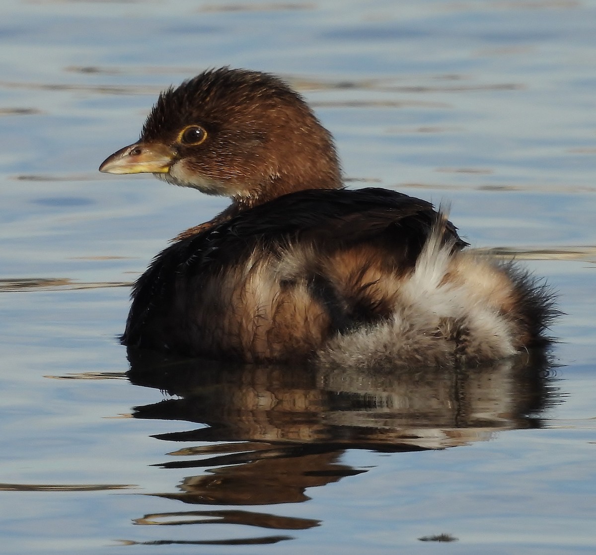 Pied-billed Grebe - ML646615682