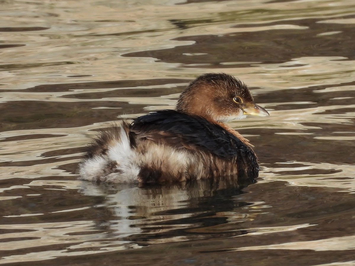 Pied-billed Grebe - ML646615683