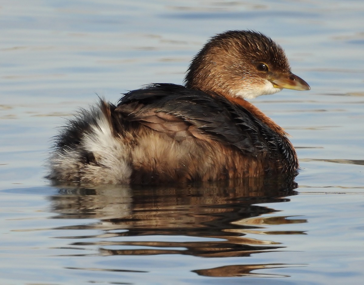 Pied-billed Grebe - ML646615684