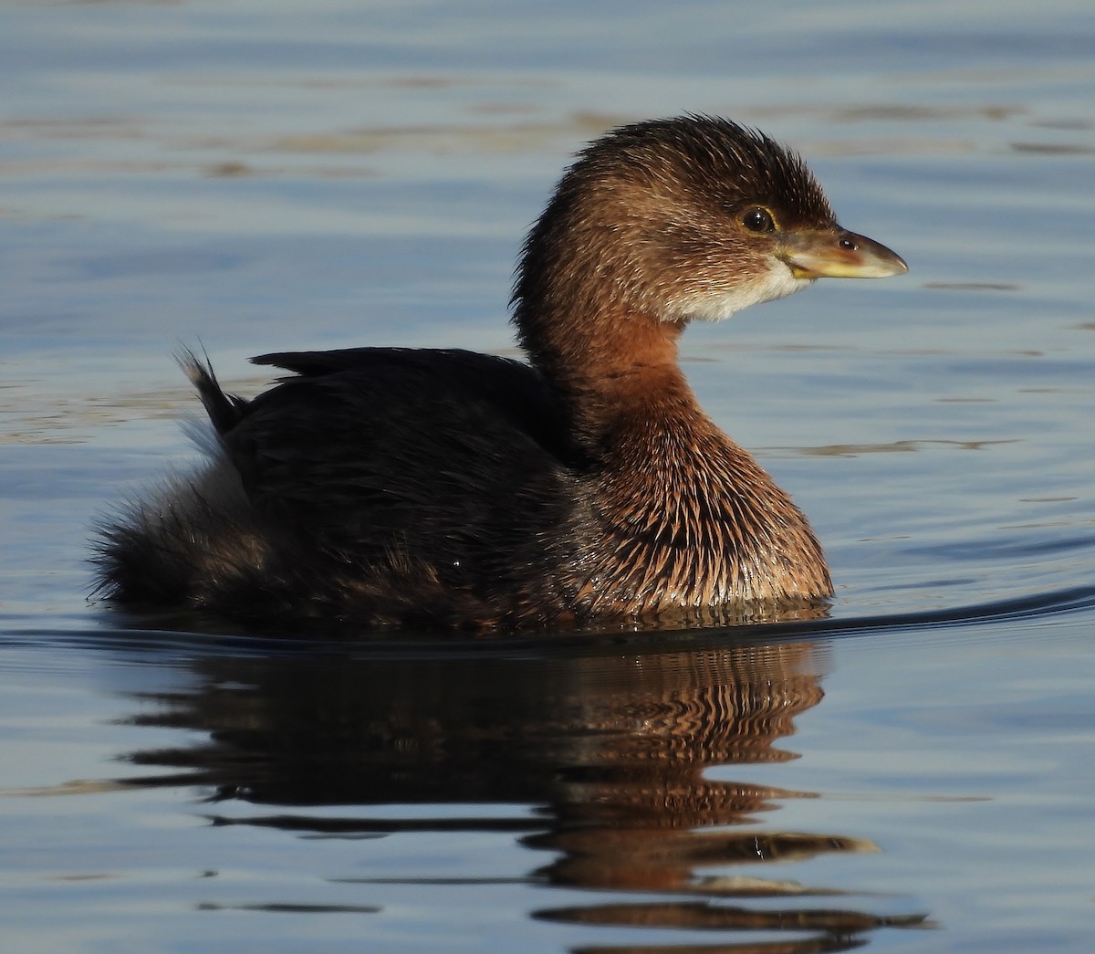 Pied-billed Grebe - ML646615685