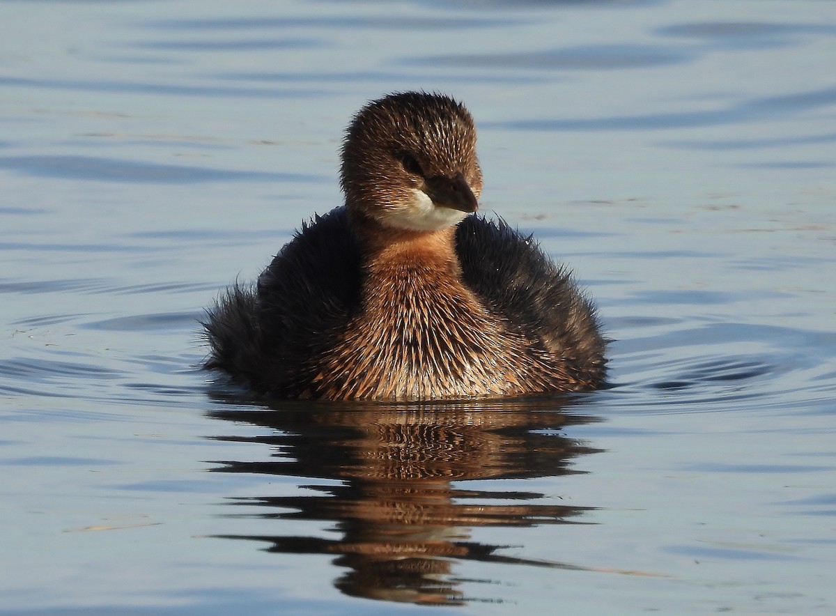 Pied-billed Grebe - ML646615686