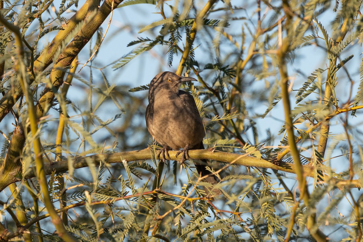 Curve-billed Thrasher - ML646615687