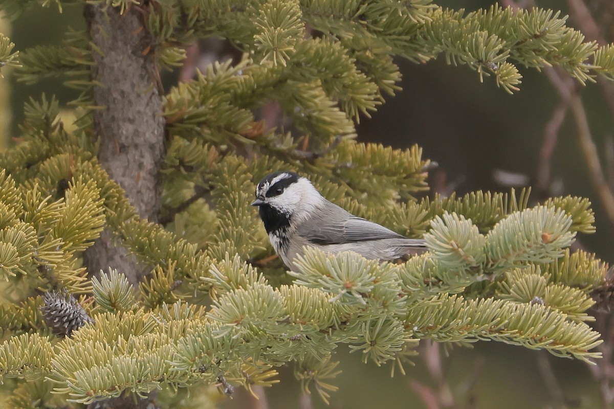 Mountain Chickadee - ML646615688