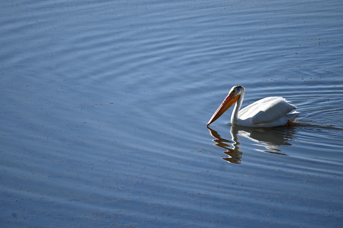 American White Pelican - ML646615689