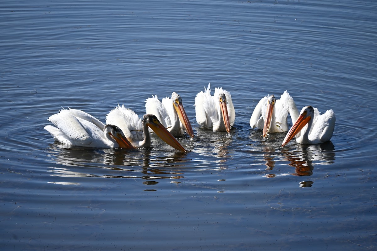 American White Pelican - ML646615690
