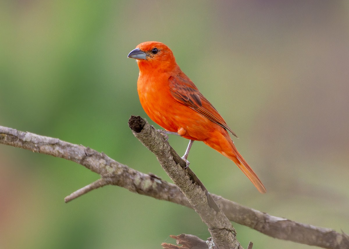 Hepatic Tanager (Lowland) - ML646615691