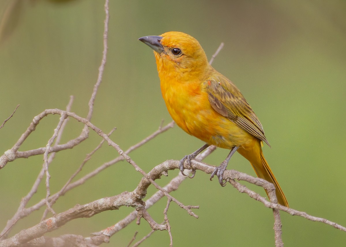 Hepatic Tanager (Lowland) - ML646615692