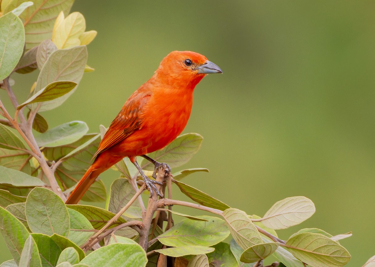 Hepatic Tanager (Lowland) - ML646615693