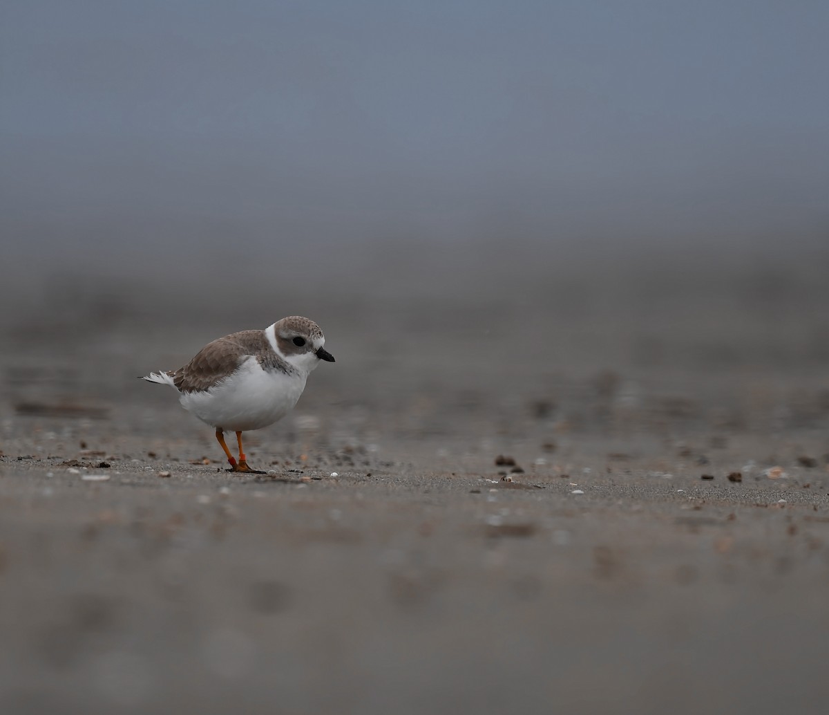Piping Plover - ML646615695