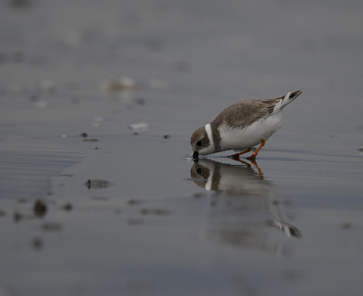 Piping Plover - ML646615696