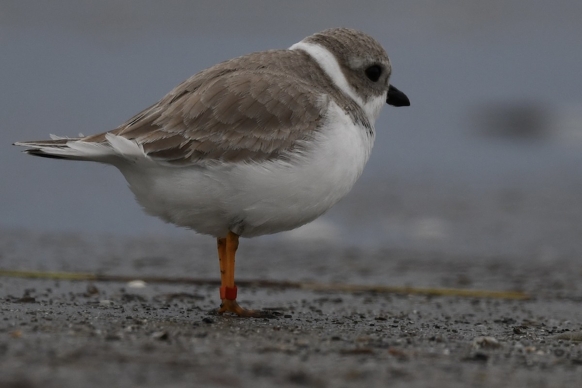 Piping Plover - ML646615697
