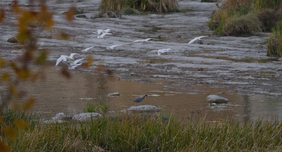 Snowy Egret - ML646615698