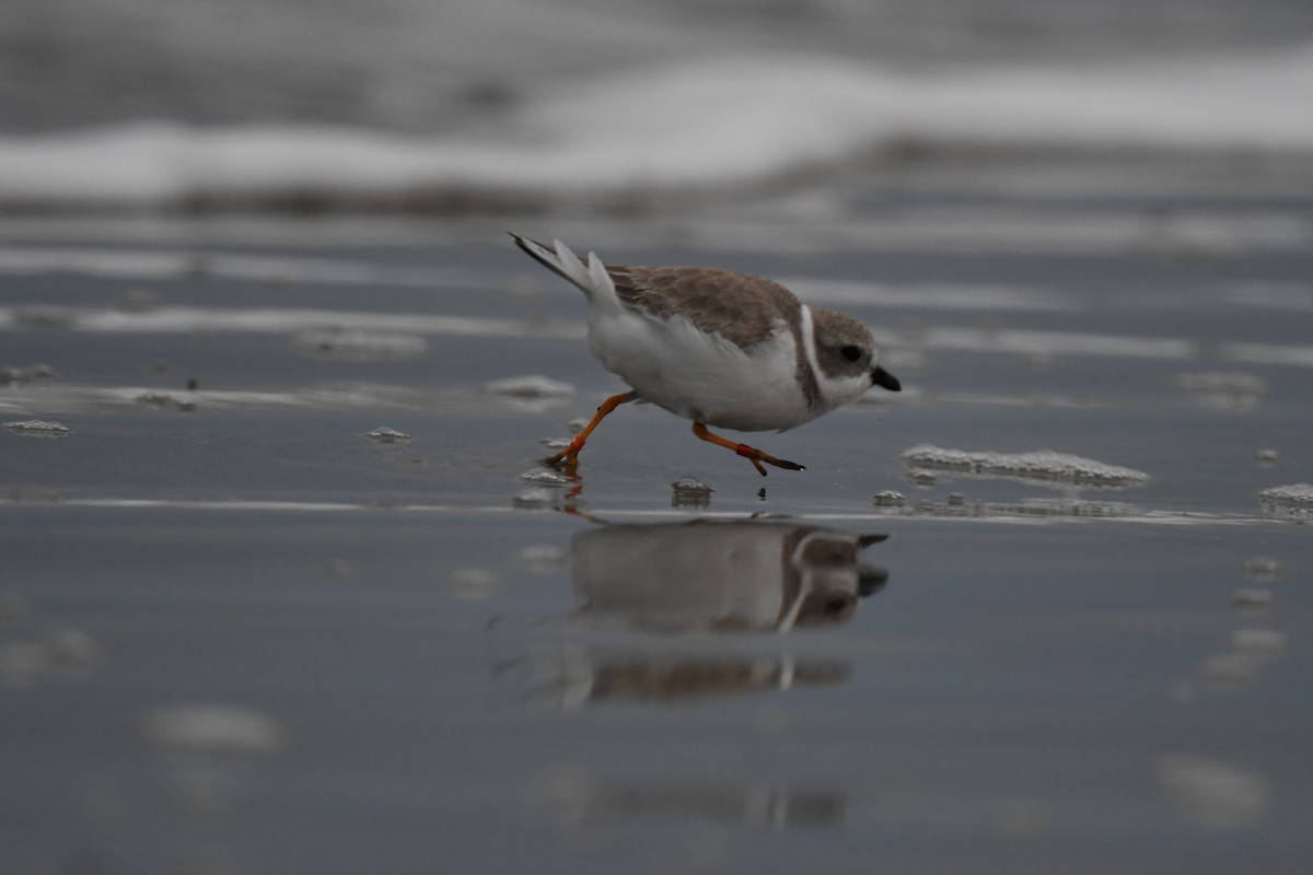 Piping Plover - ML646615699