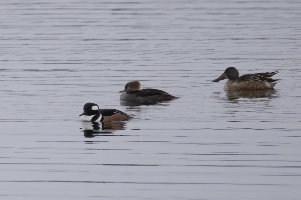 Hooded Merganser - ML646615700
