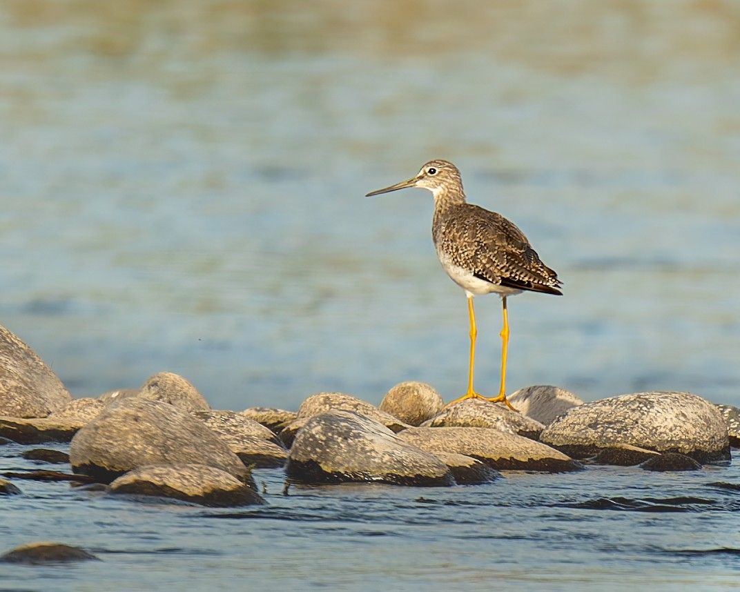 Greater Yellowlegs - ML646615702