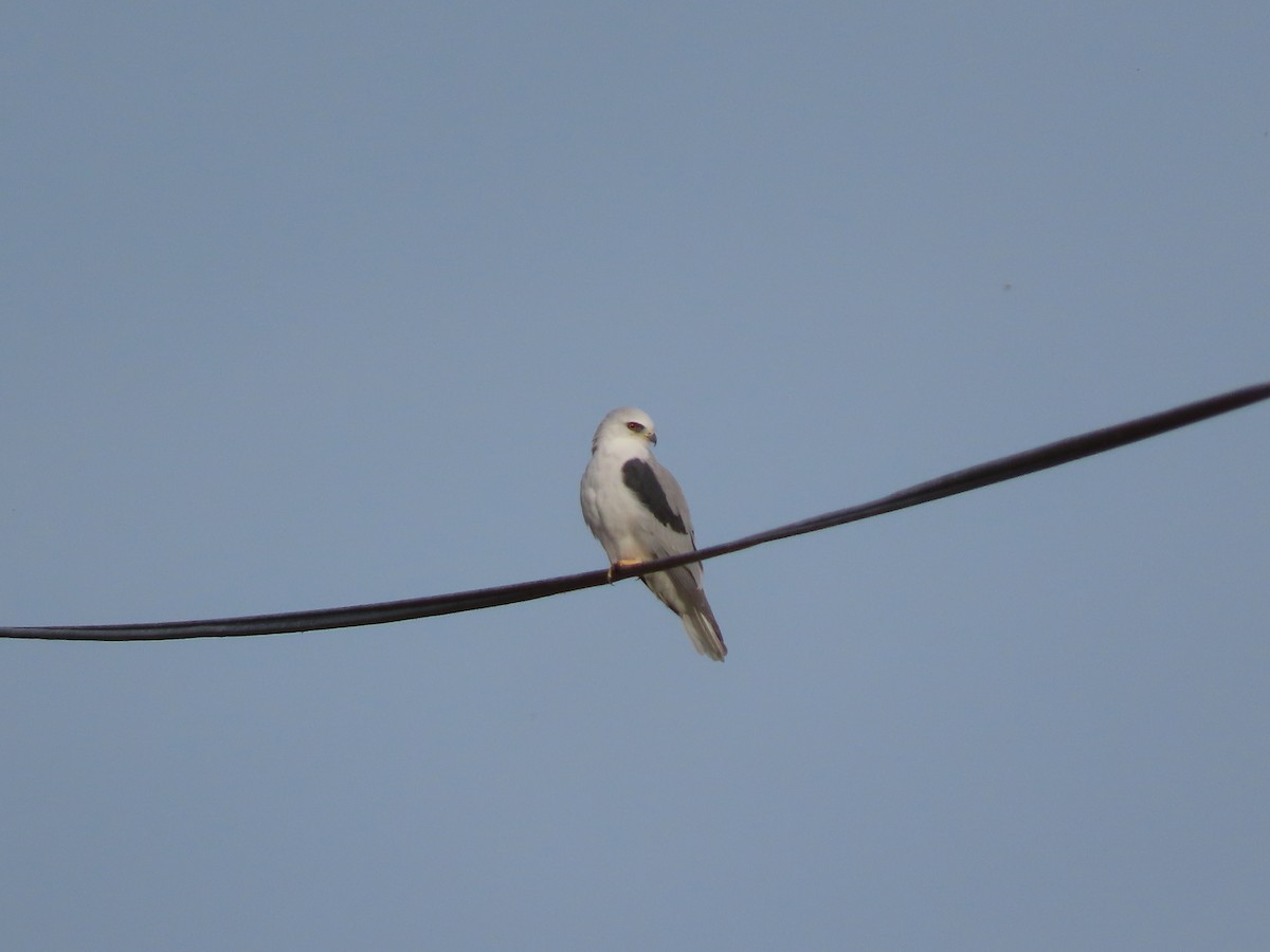 luněc americký - ML646615703