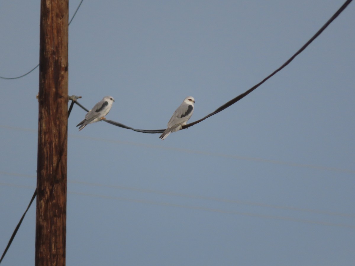 luněc americký - ML646615705