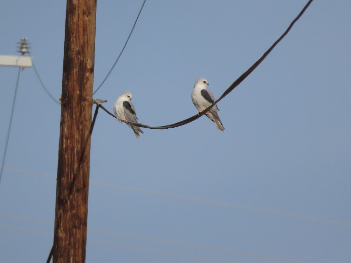 luněc americký - ML646615706