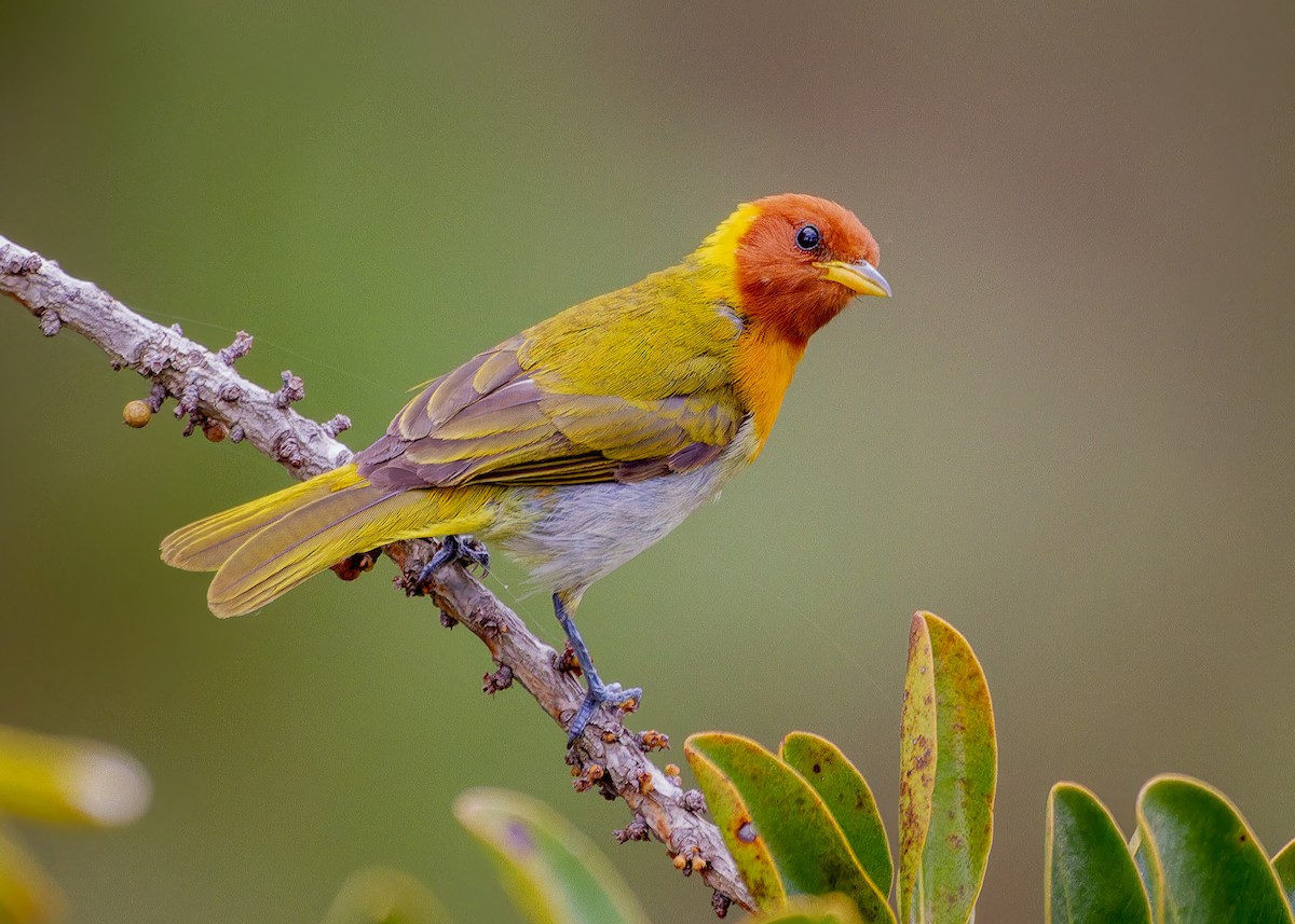 gulhalstanagar - ML646615708