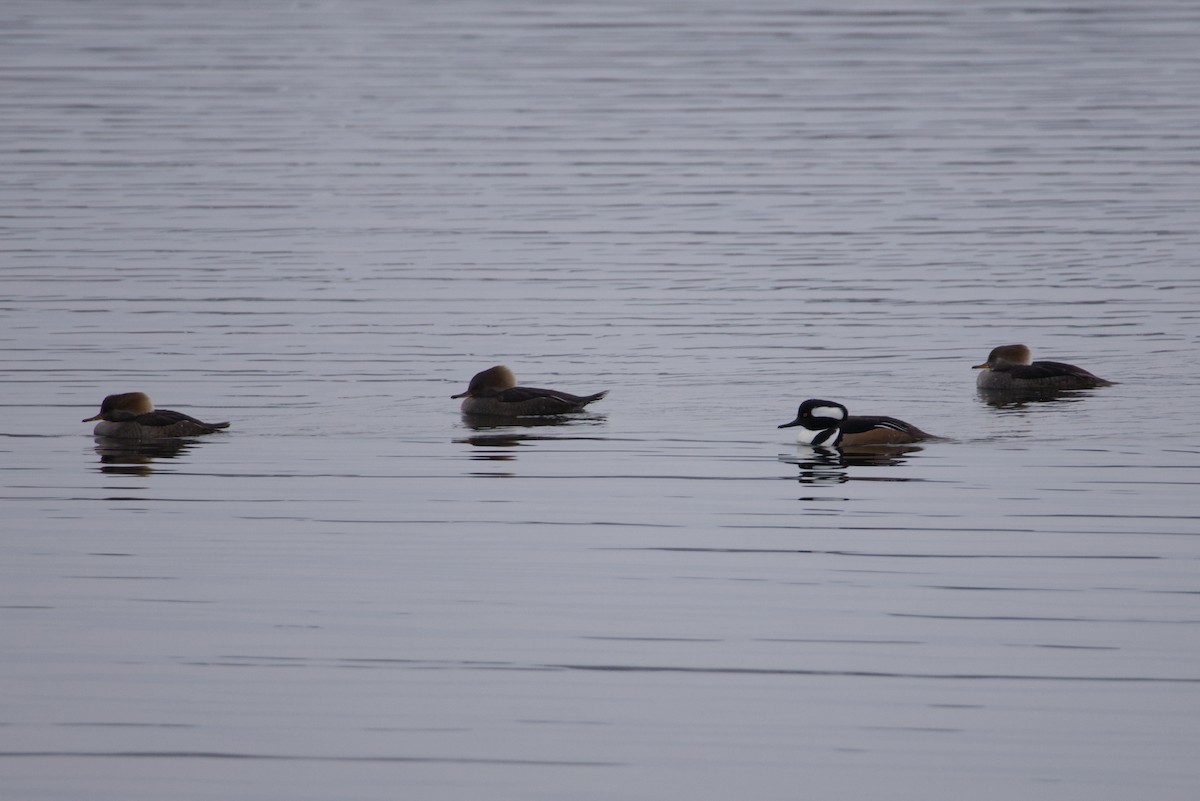 Hooded Merganser - ML646615709