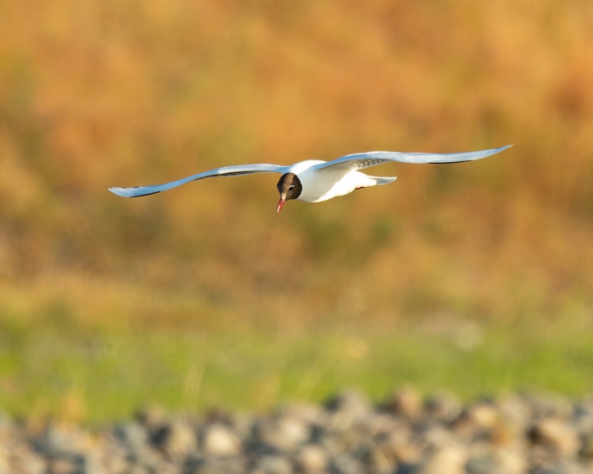 Brown-hooded Gull - ML646615710