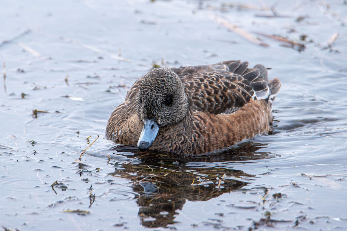 American Wigeon - ML646615713