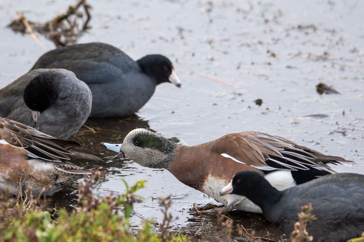 American Wigeon - ML646615714