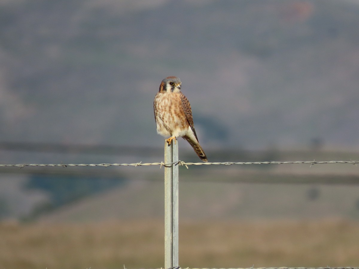 poštolka pestrá - ML646615715