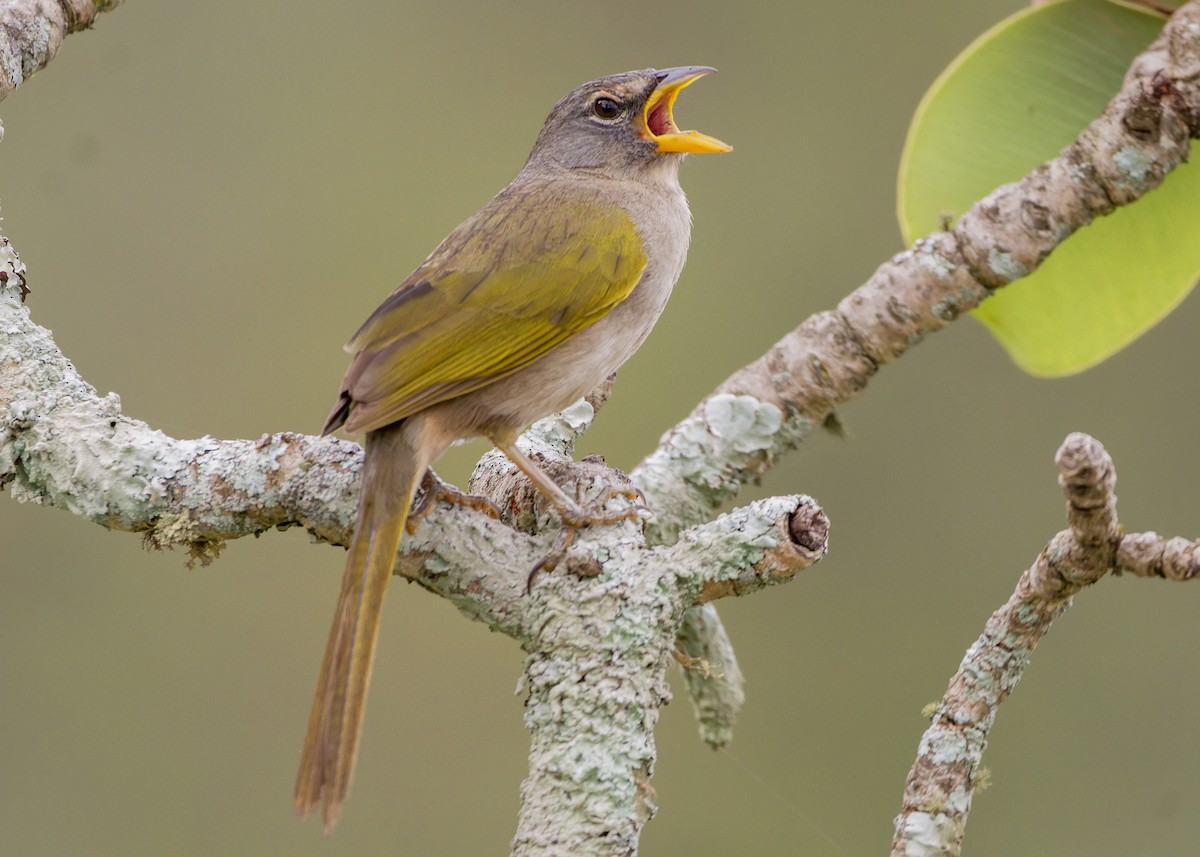 serraspurv - ML646615718