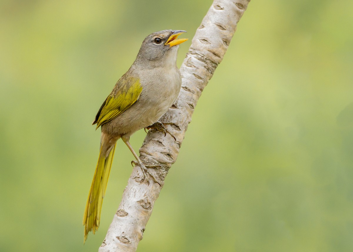 serraspurv - ML646615719