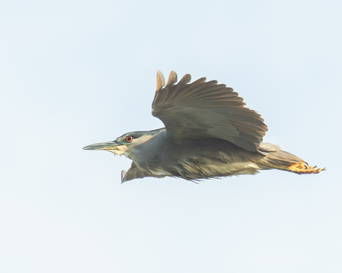 Ногоовор зашин - ML646615722