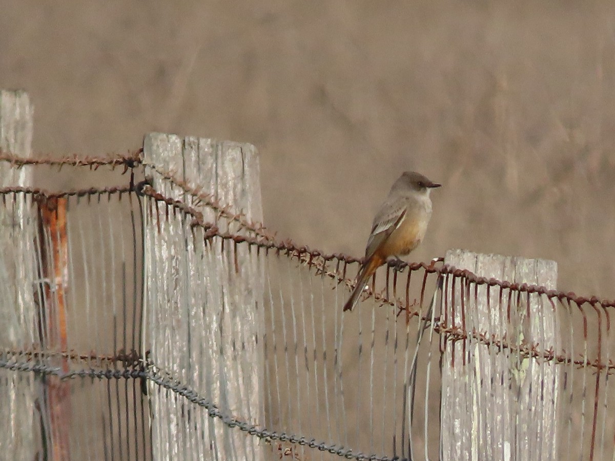 Say's Phoebe - ML646615723