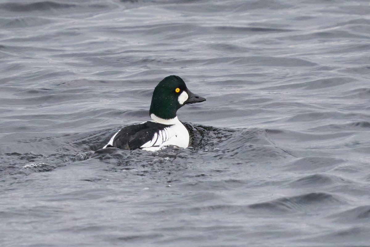 Garrot à oeil d'or - ML646615725