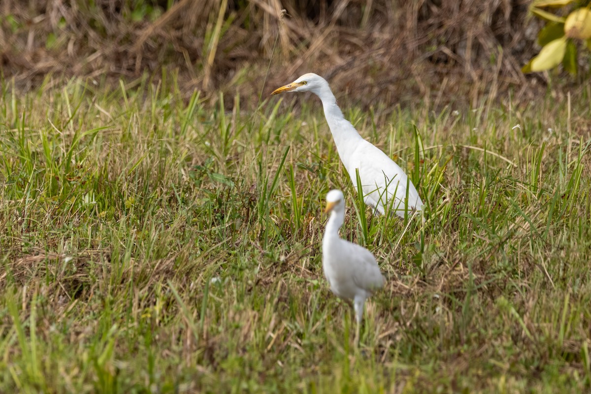 Western Cattle-Egret - ML646615726