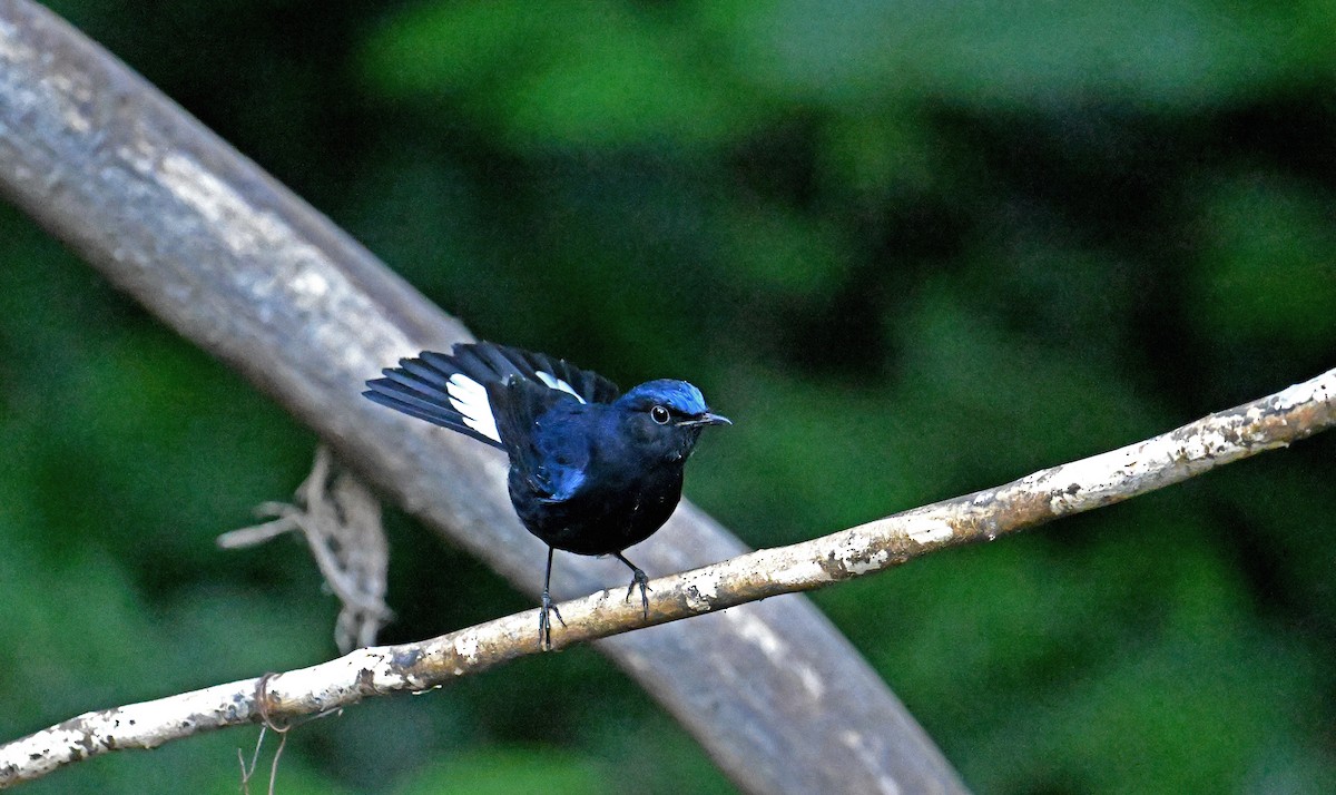 White-tailed Robin - ML646615727