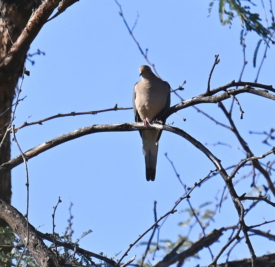 hrdlička karolínská - ML646615742