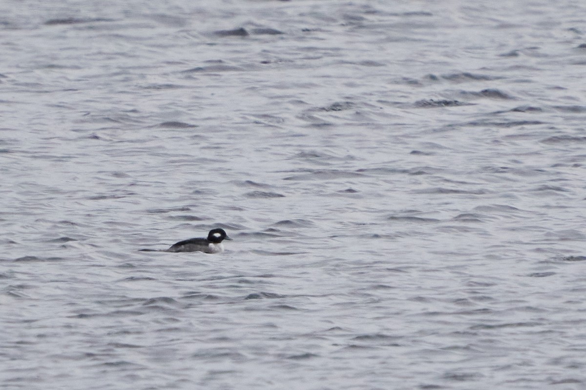 Petit Garrot - ML646615743