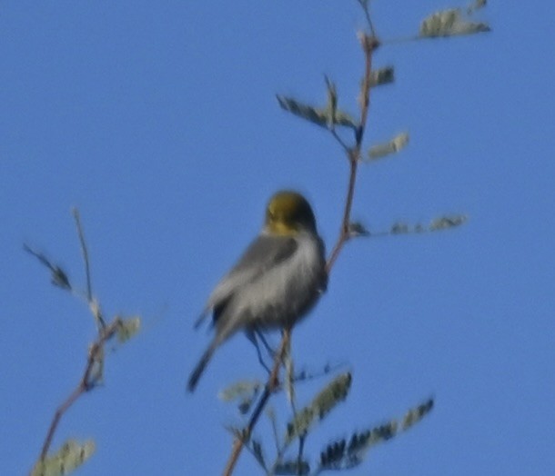 Verdin - ML646615751