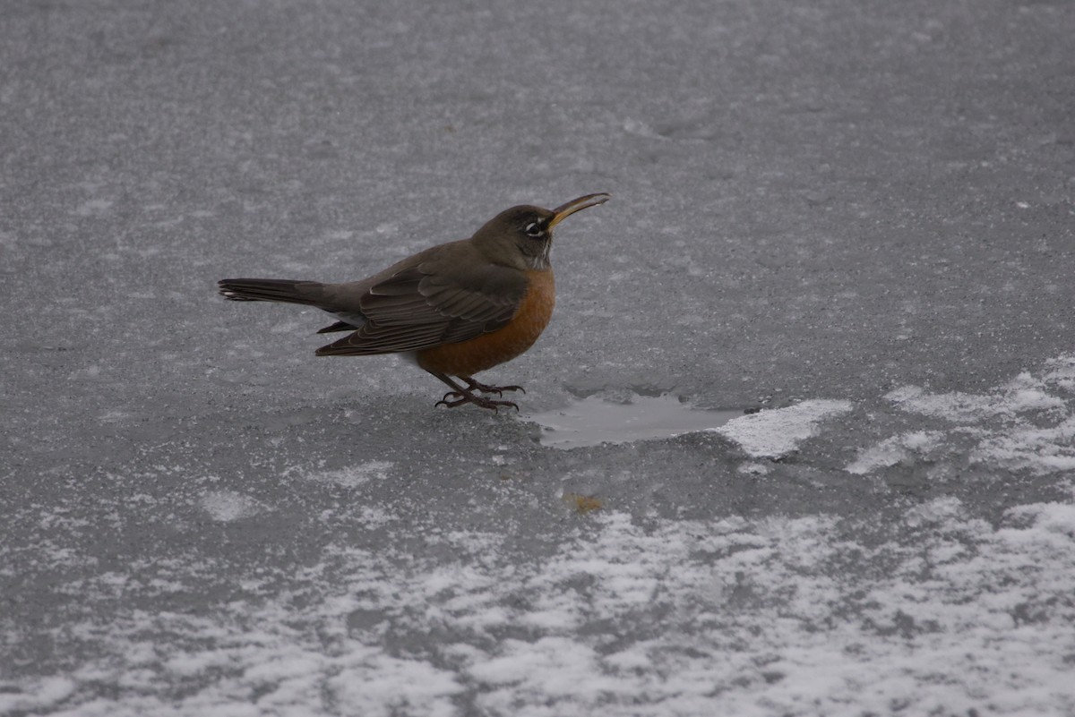 vandretrost - ML646615752