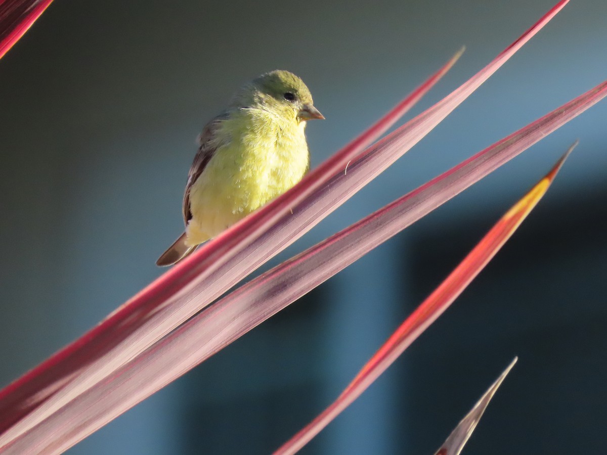 čížek mexický - ML646615753