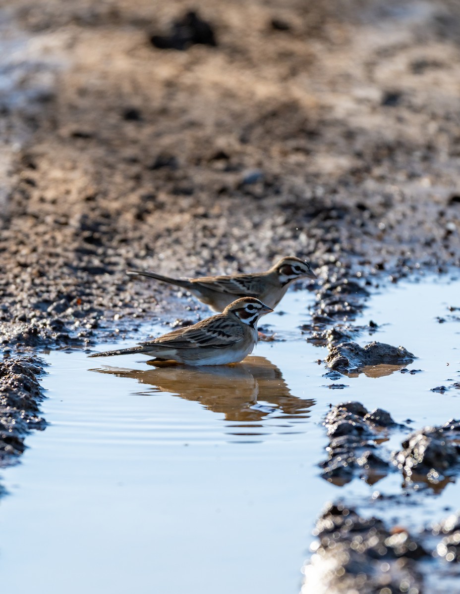 Lark Sparrow - ML646615754