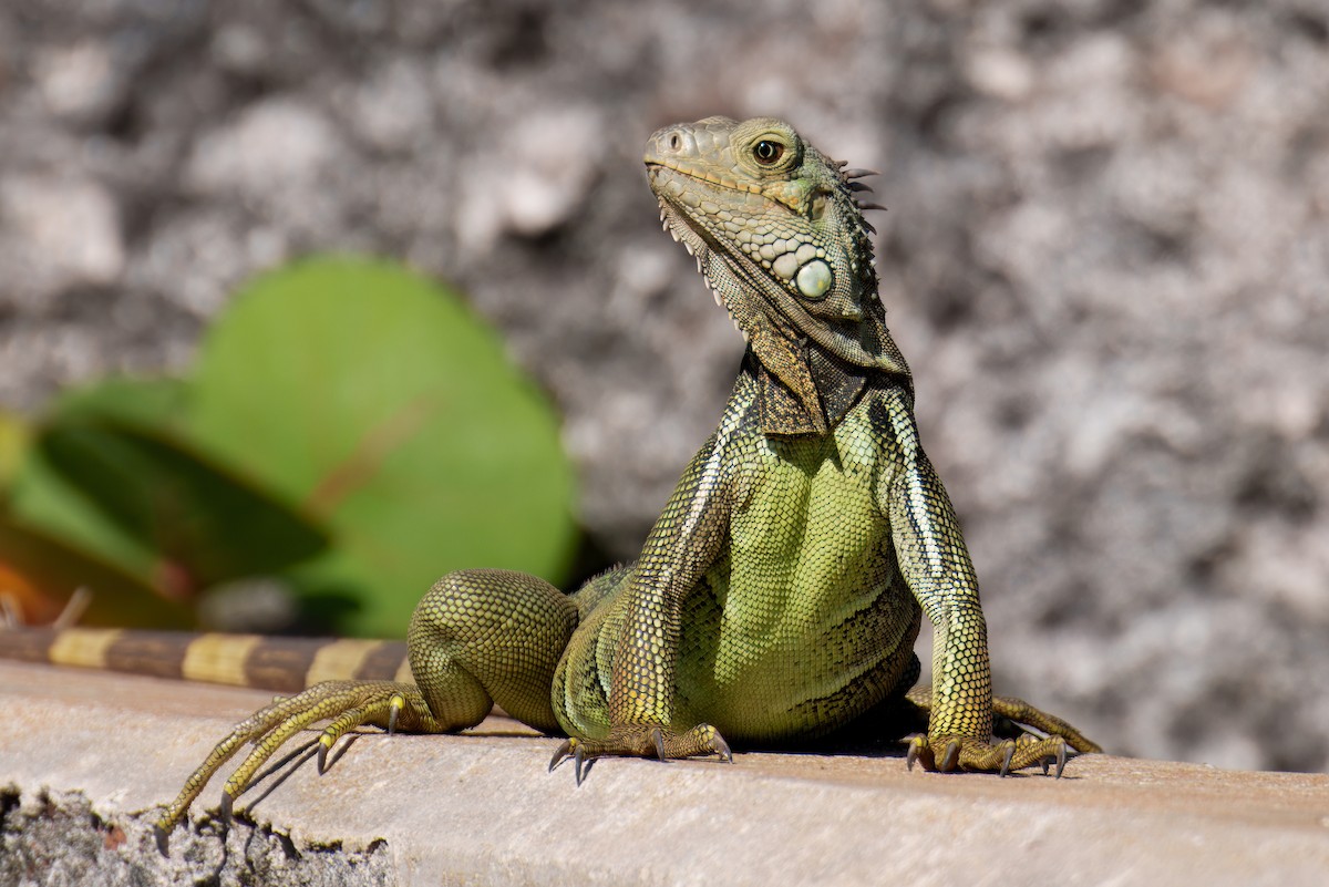 Green Iguana - ML646615755