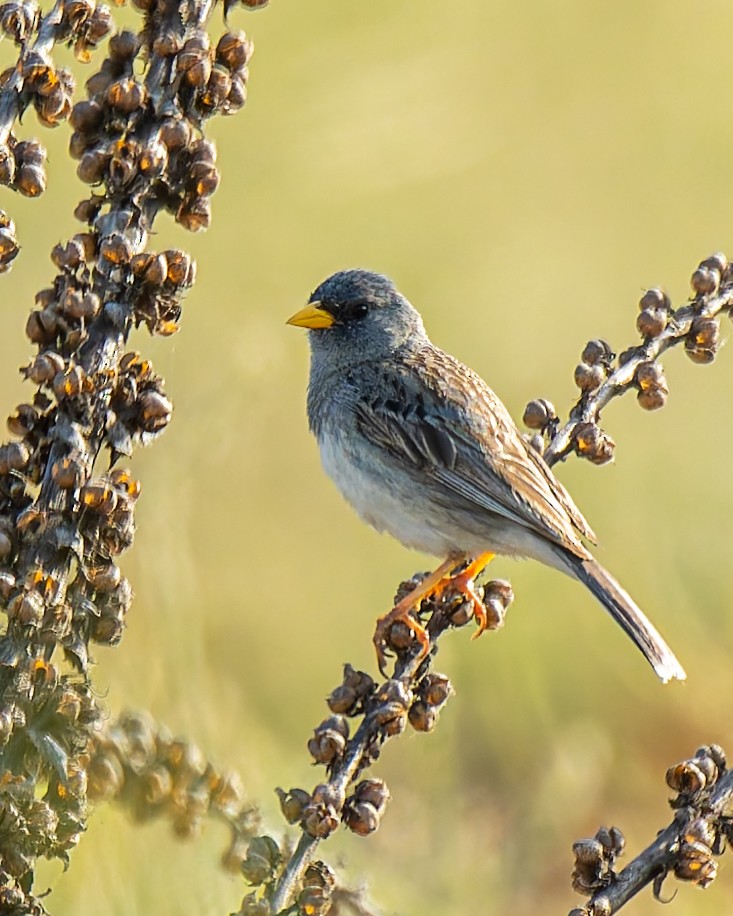 Band-tailed Sierra Finch - ML646615756