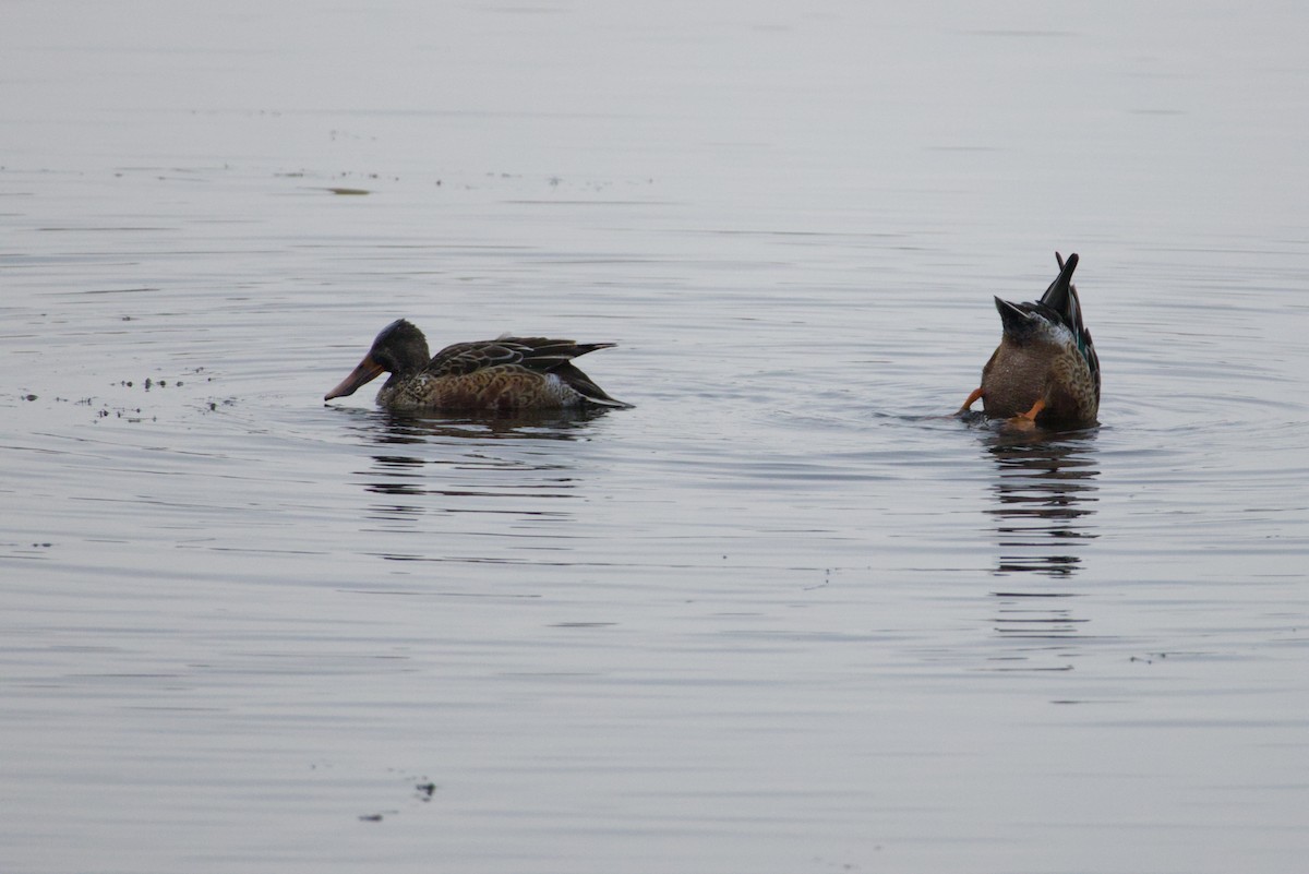 skjeand - ML646615757