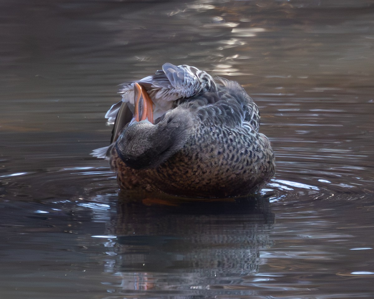 skjeand - ML646615758