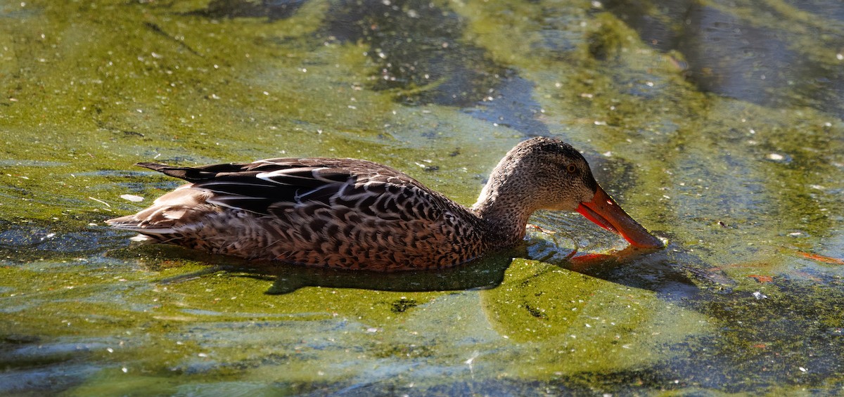 skjeand - ML646615759