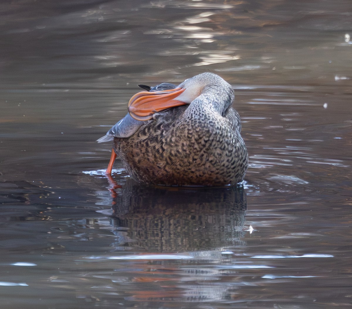 skjeand - ML646615760